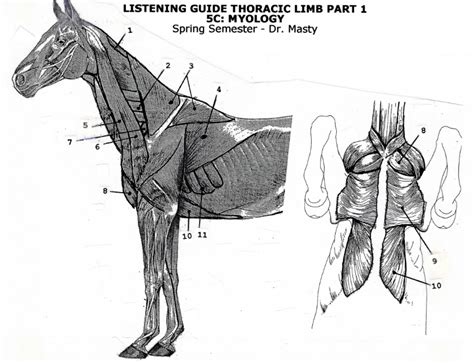 Equine Extrinsic Muscles Diagram Quizlet