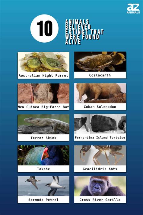 10 Animals Believed Extinct That Were Found Alive A Z Animals