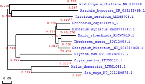 The Phylogenetic Tree Of Protein Encoded By Ccnac Gene And Nac Protein