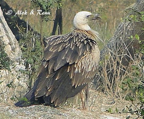 Indian Vulture - BirdForum Opus | BirdForum