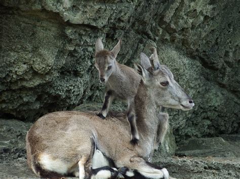 ウルル展示場デビューこぼれ話｜ブログ金沢動物園公式サイト｜公益財団法人 横浜市緑の協会