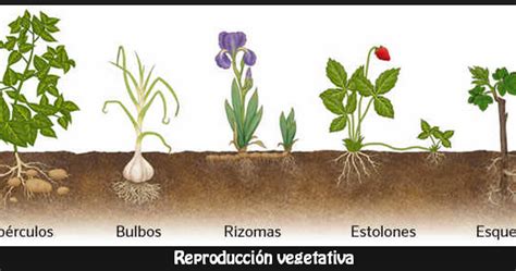 Reproducci N Vegetativa O Asexual Nica Integra