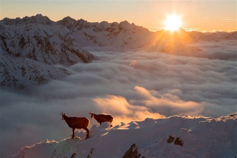 Dos Rebecos Tatra De Pie En Las Monta As Al Amanecer Foto Premium