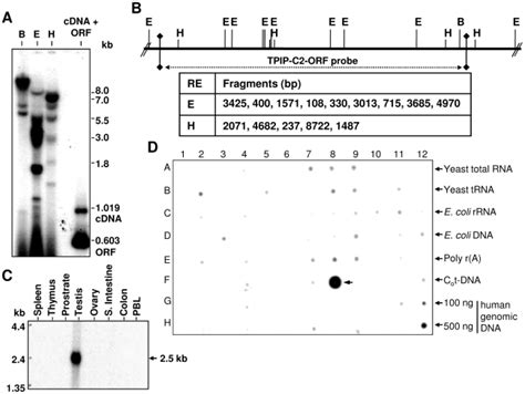 A Southern Blot Analysis Of Genomic Dna From Human Peripheral Blood