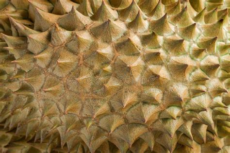 1 800 Durian Peel Stock Photos Free Royalty Free Stock Photos From