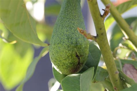 Identification De Mon Avocatier Acclimatons