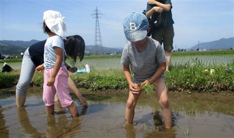 2歳児も初参加！南魚沼の大自然の中、親子で田植え体験を楽しみました。 保育・発達支援のどろんこ会