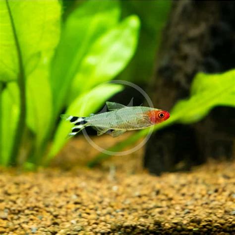 TETRA - RUMMYNOSE Hemigrammus rhodostomus - Aquatics Unlimited