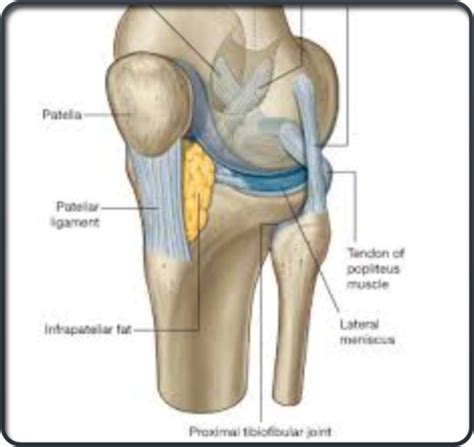 Foot And Ankle Biomechanics Flashcards Quizlet