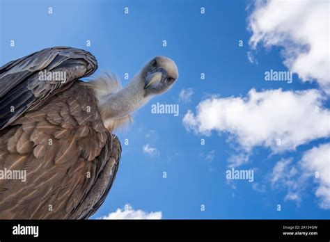 Aves Comiendo Gusanos Fotografías E Imágenes De Alta Resolución Alamy