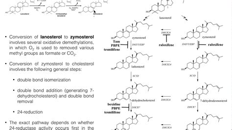 Cholesterol Biosynthesis Stage 4 Conversion Of Lanosterol To