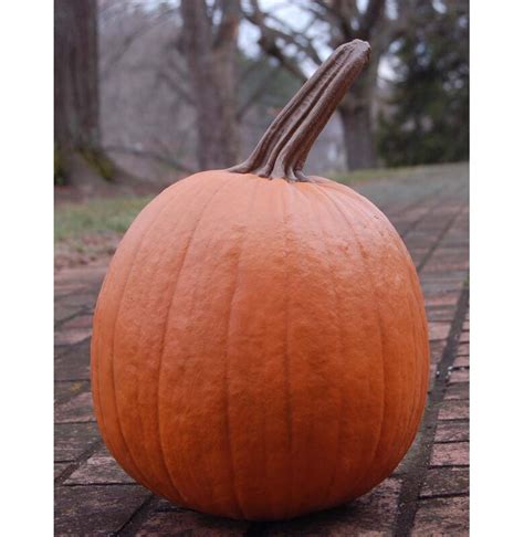 The Best Artificial Pumpkins Of 2020