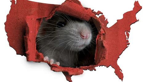 Chicago Named Rattiest City In America See Orkins List