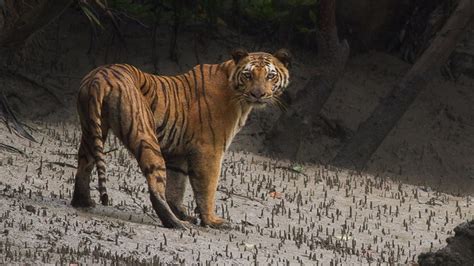 Sundarban আত্মারাম খাঁচাছাড়া পর্যটকদের সুন্দরবনে একেবারে বাঘের