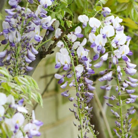 Glycine Du Japon Wisteria Floribunda Macrobotrys