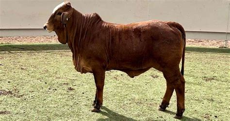 Braford Beefmaster Brahman More J J Cattle Co