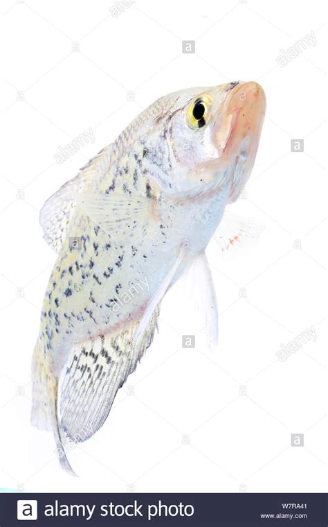 Black Crappie Pomoxis Nigromaculatus Anacostia River Washington Dc