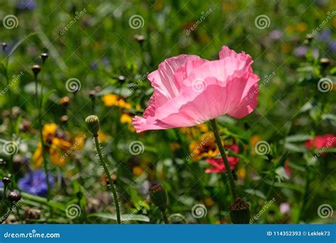 Foto De Uma Papoila Cor De Rosa Em Um Campo De Flores Selvagens Tomado