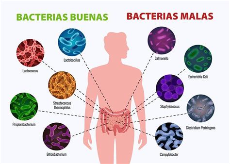 Porque A Los Organismos Del Reino Eubacteria Se Les Considera Como