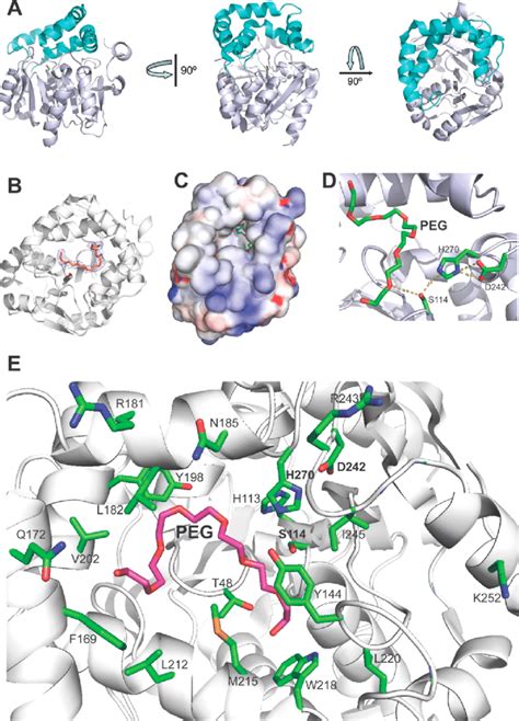 Crystal structure of RPA1511: overall fold and catalytic triad. (A ...