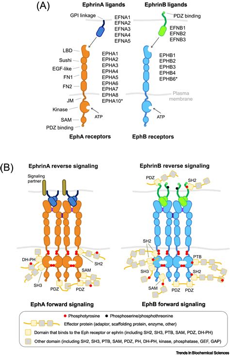 Eph Receptor Signaling Complexes In The Plasma Membrane Trends In