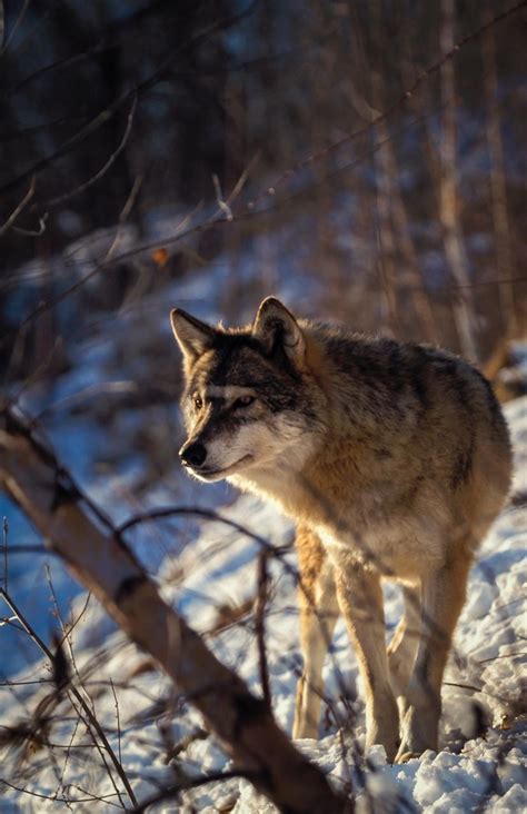 Voici quatre choses à savoir sur la présence du loup en Bretagne d