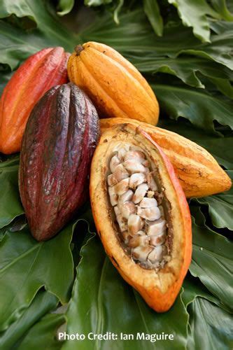 Different Tips About How To Grow Cacao Make Your Own Chocolate