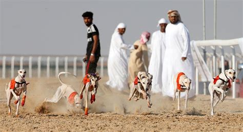 UAE camel festival - Arabian Business