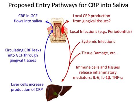 Sbb Salivary Biomarkers Of Inflammation Salimetrics