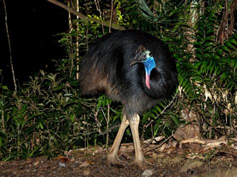 Emu And Cassowary Flickr