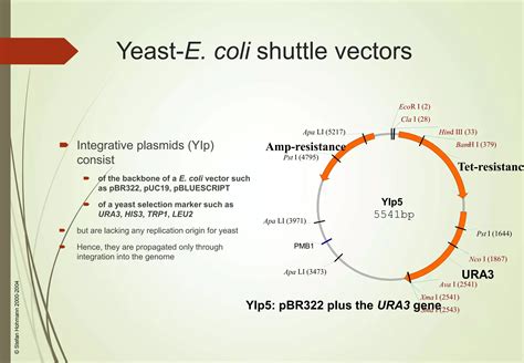 Yeast Geneticsppt