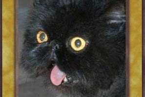 Late Yu Gi Oh Friday Part 4 Naked Rabbit World Power Foundation