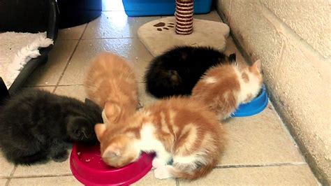 Kittens Having Their Lunch Youtube