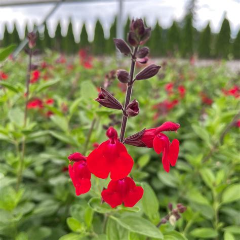 Salvia Greggii Flame Autumn Sage 45 Pot Little Prince To Go