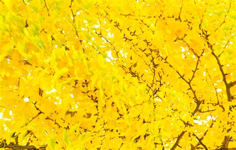 Yellow Ginkgo Biloba Leaves Tree In Autumn Stock Photo At Vecteezy