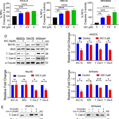 NIC Treatment Inhibits PI3K AKT MTOR Mediated Pathway In Endometrial