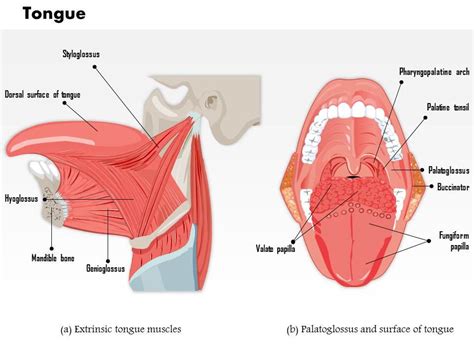 0514 Muscles That Move The Tongue Medical Images For Powerpoint ...