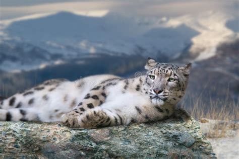 Snow Leopard Picture Image 9908297