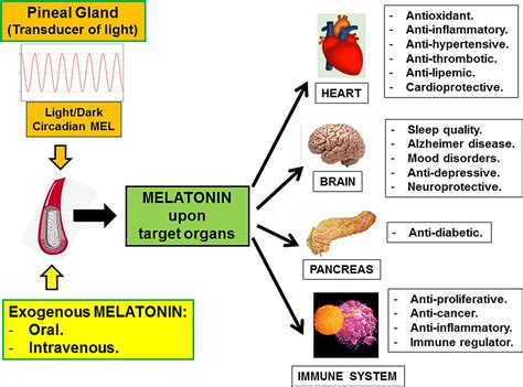 Melatonin For Cardioprotection In St Elevation Myocardial Infarction