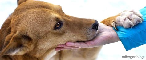 Pasta Dental Para Perros En Mercadona Cuida La Salud Bucal De Tu