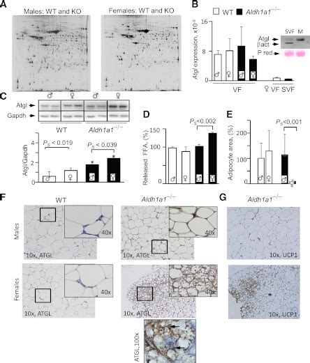 Sex Specific Proteome And Atgl Protein Levels In Vf Of Wt And