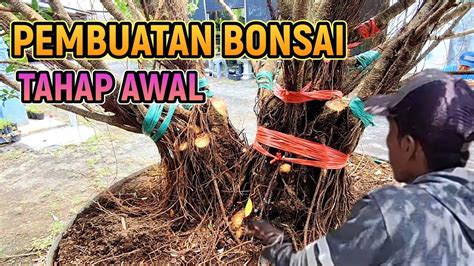 Pembuatan Bonsai Tahap Awal Bahan Rantepan Diground Youtube