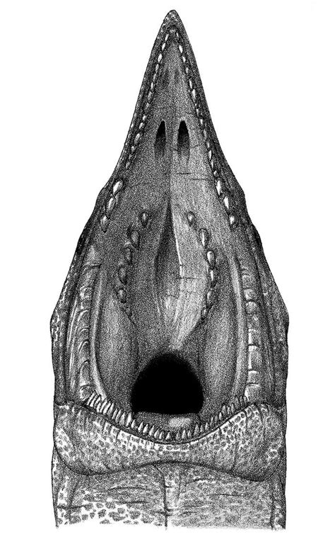 Mosasaurus Head By Dewlap On Deviantart