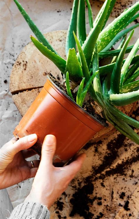 How To Propagate Aloe 🌱🌵 Master The Art Of Multiplying This Healing Succulent