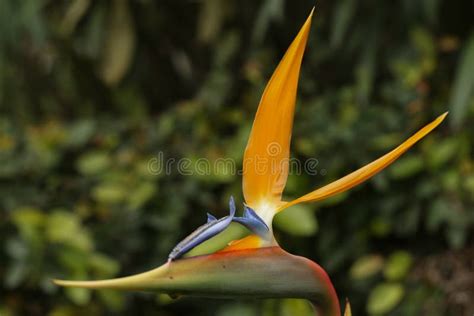 Closeup Shot Of Strelitzia Reginae Or Birds Of Paradise Flowers Grown