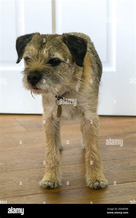 Border Terrier standing inside Stock Photo - Alamy