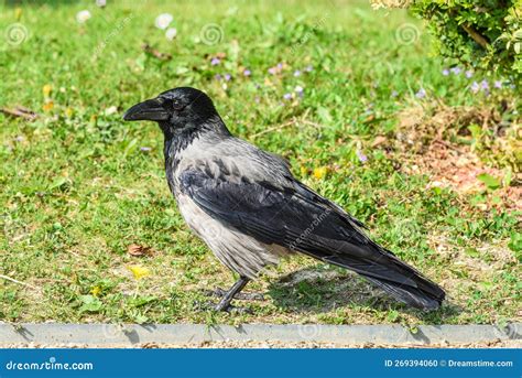 Grey Crow Corvus Cornix Permanent Populations Are In Eastern Central