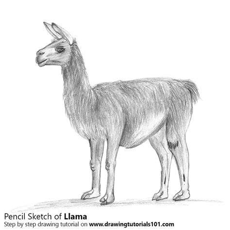 Llama Pencil Drawing - How to Sketch Llama using Pencils : DrawingTutorials101.com