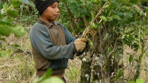 Impulsan Ley Para Erradicar El Trabajo Infantil