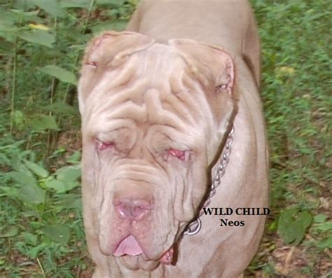 Tawny Neapolitan Mastiff White Kimba Mastino